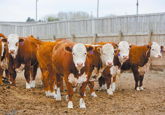 行政院稳定物价小组近期将讨论减免大宗物资相关税负，据知将朝小麦免关税、牛肉关税减半（每公斤五元）、汽柴油货物税减徵1元。财政部长苏建荣指出，最快本周就可降税。（路透）