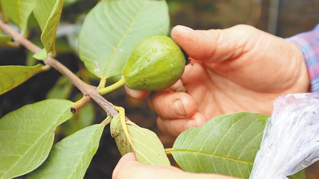 8月连续暴雨，台南市后壁区安溪寮的芭乐无法结果，直到入冬进入枯水期，天候相对稳定才陆续结果。（张毓翎摄）