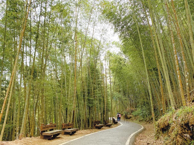 嘉義縣梅山鄉瑞里村的綠色隧道兩旁種有大片竹林，清幽景致媲美電影《臥虎藏龍》中的竹林場景，嘉縣府優化道路、指標等硬體建設，希望吸引更多遊客。（張亦惠攝）