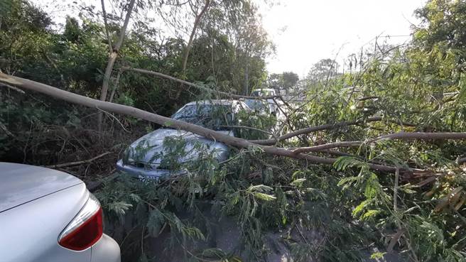彰化市體育場圓環道路，銀合歡樹幹質地易脆，不堪一夜強風吹，整棵樹被吹斷，壓在轎車車頂。（彰化踢爆網／吳敏菁彰化傳真）