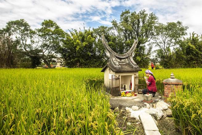 伯公信仰是桃竹苗客家庄重要的人文精神之一，妇人在田间拜伯公祈求丰收。（罗浚滨摄）
