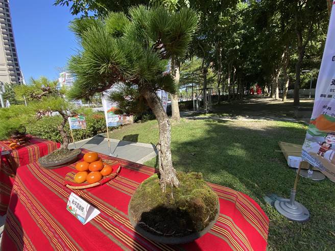 和平区五叶松与甜柿闻名全台。（卢金足摄）