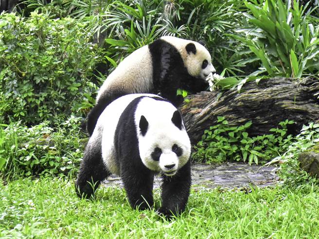 歡迎大家一起到動物園和大貓熊一起享受在大自然環境享受野餐的感覺，非常舒服喔！（台北市立動物園提供／游念育台北傳真）