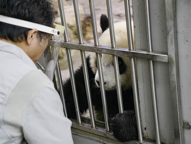 保育員指出，「圓寶」超級喜歡「上課」，每次「下課」後還會上演「捨不得」離開的戲碼。（台北市立動物園提供／游念育台北傳真）