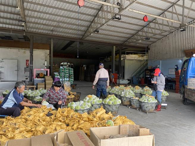 12月是台东凤梨释迦产季，鹿野大原地区的释迦集货场不见往年热闹景象。（蔡旻妤摄）