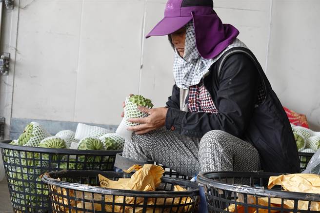 12月是台东凤梨释迦产季，鹿野大原地区的释迦集货场不见往年热闹景象。（蔡旻妤摄）