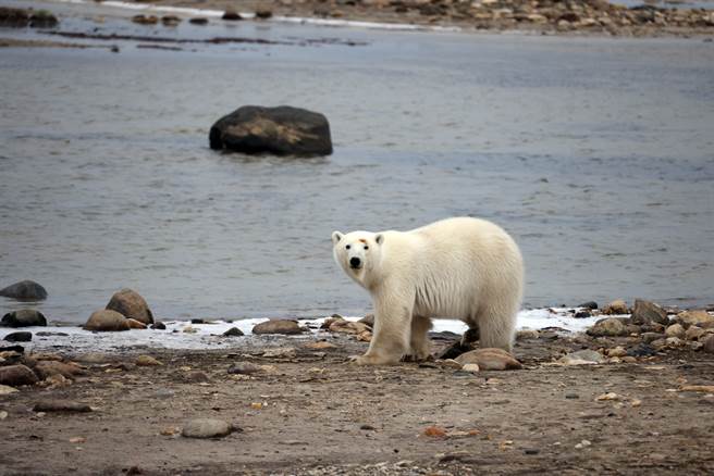 全球暖化造成的改变，影响所及将超越北极圈。(图／中新社)