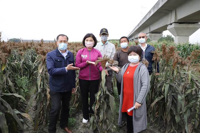 雲林縣政府推廣釀酒新品種高粱，因應極端氣候與地層下陷。（張朝欣攝）