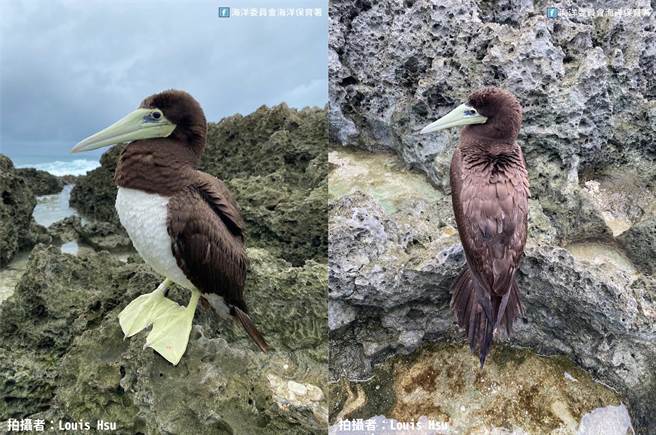 有民眾在鵝鑾鼻發現白腹鰹鳥，未料海洋保育署人員隔日到達現場時，牠已經變成僵硬的遺體。(圖/翻攝自臉書/海洋委員會海洋保育署)