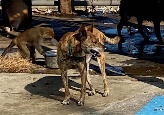 台灣獼猴騷擾雲林縣民宅、社區的案件一年約20至30案，列為加強誘捕對象，圖為一隻台灣獼猴偷吃狗糧。（雲林縣政府提供）