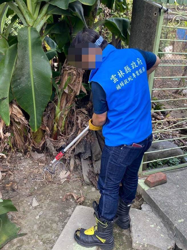 雲林縣捕蜂捉蛇服務12月1日起全天不打烊。 （雲林縣政府提供）