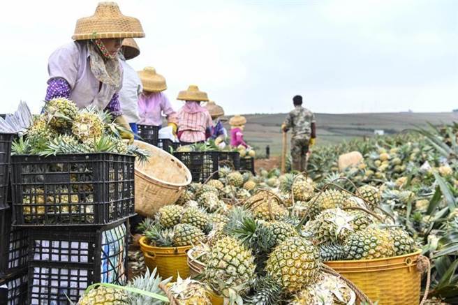 今年我鳳梨、蓮霧、鳳梨釋迦相繼遭中國大陸暫停輸入，為達到產銷調節，農委會祭出外銷、內銷、加工三支箭。（本報系資料照）