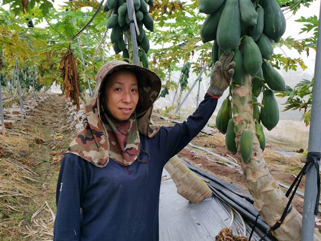 台南市楠西区农会果树产销班50班班员王芳是来自大陆的新住民。（刘秀芬摄）