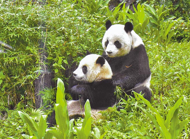 雙城論壇今登場，雖然以視訊方式舉行，但雙方仍會簽署有關大貓熊照顧等三項備忘錄。圖為台北市立動物園的大貓熊在戶外場地活動。（台北市立動物園提供）