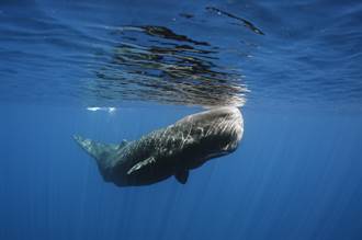 白色抹香鯨現身牙買加海域 專家驚呼：從未見過