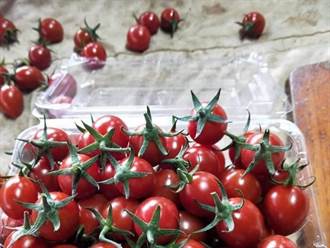 台南鹽水小番茄產季到來 農會建置集貨場拓展通路