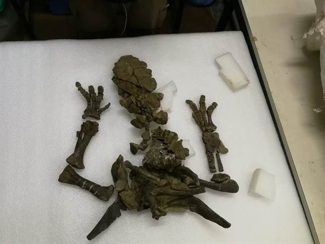 科学家在智利发现甲龙新物种化石，发现牠的尾巴构造十分特殊。(图/路透)