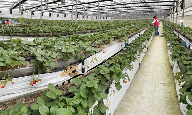 林家古厝老板林锦堂表示，园内以种植无毒、日系品种草莓为主，包括桃园四号、美姬、丰香、白草莓珍珠、天使及具水蜜桃风味的桃薰等草莓品种，去年因数量不足仅开放给厂商，今年质量不错会再开放让民眾入场採摘。（林家古厝提供／陈梦茹桃园传真）