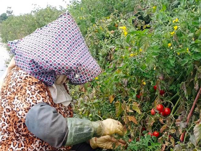 台南市鹽水區農會今年建置小番茄集貨場，為當地高品質的小番茄開啟更多通路。（鹽水區農會提供／張毓翎台南傳真）