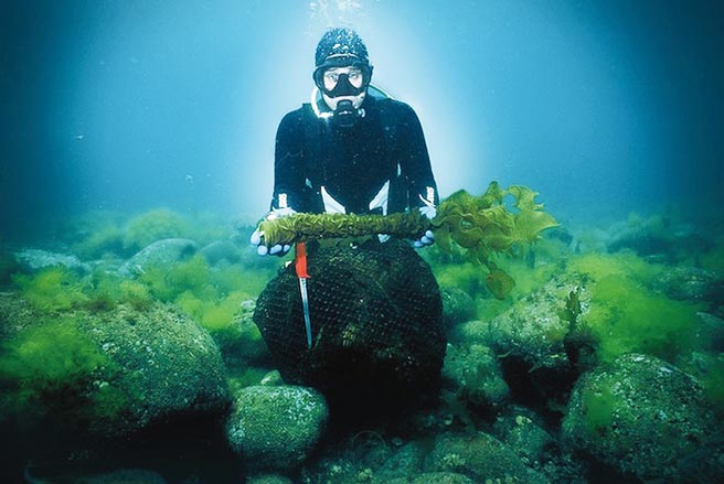 常景有機再次榮獲「世界品質品鑑大會」大賞，其商品90％褐藻醣膠擁多項認證與專利，受科學家高度認同。圖／常景有機提供