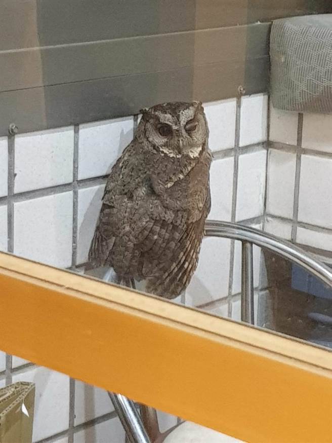 五股今晨約11度，貓頭鷹不知道是不是太冷了，躲進陽台取暖。（讀者提供）