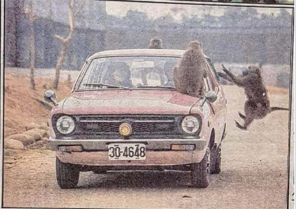 30年前六福村還有開放遊客開車入內觀賞野生動物，不少經歷過的網友表示，自己的車子快被猴子拆光。(圖／復刻舊時光)