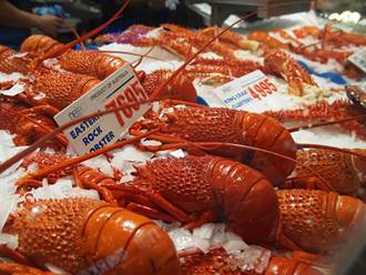 頭條揭密》30年前台商吃光廈門蝦子 近20年中國人吃貴了全球龍蝦 