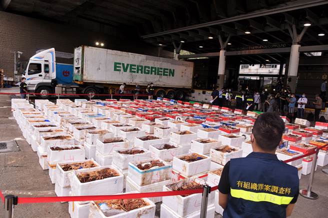 大陆抵制澳大利亚龙虾后，大量的龙虾转从香港进口，走私龙虾也非常猖獗。图为香港警方截获的澳大利亚走私龙虾。（图／中新社）