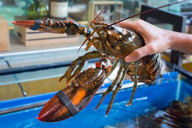 龙虾一向是价格昂贵的美食，但受疫情衝击与运输问题，价格呈现下滑。（图／达志影像）