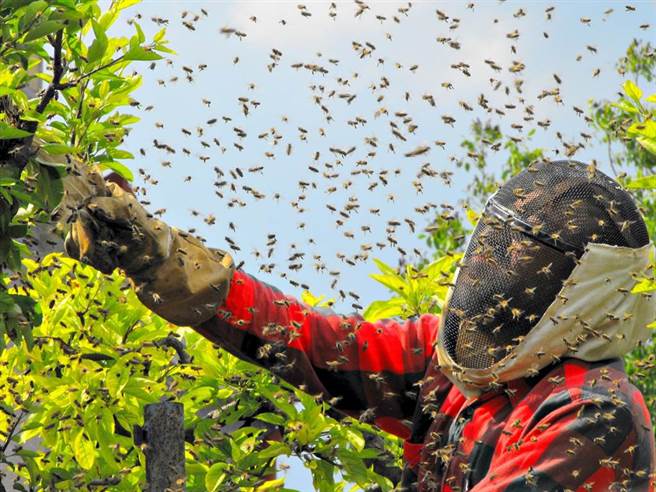 花蜜激烈竞争 热带蜜蜂物种进化 竟然长出牙齿。(示意图/Shutterstock)