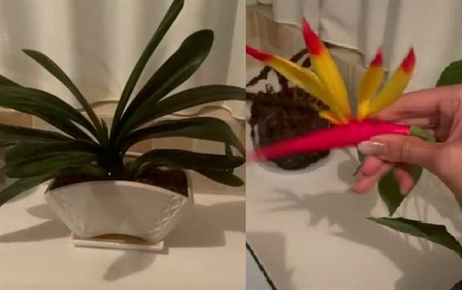 大陆1女子近日发现她养的花竟是假的，这半年来还定闹钟浇水。(图／翻摄每日经济新闻) 