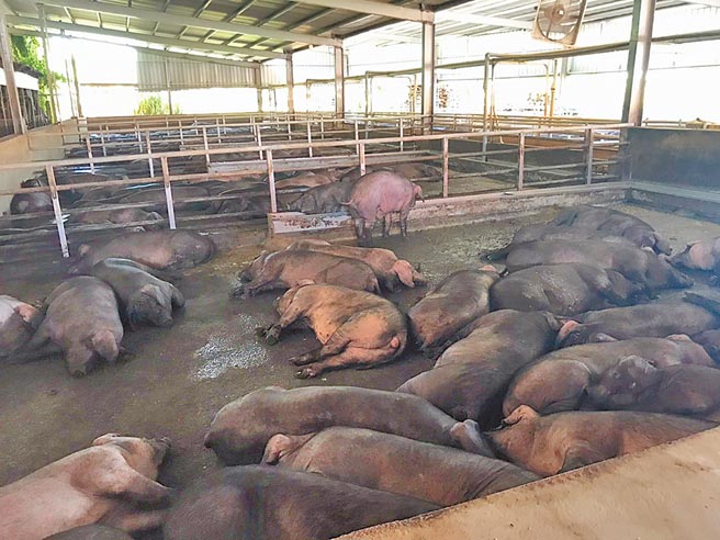 桃園目前有317家養豬戶、約130家禽類養殖場，未來新設畜牧場應距離集合式住宅、機關、學校及醫院處300公尺。（桃園市農業局提供／陳夢茹桃園傳真）