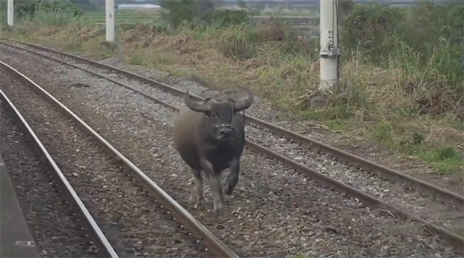 花莲县富里乡的东竹车站，今晨传出有牛只入侵，并在月台旁的铁轨中央奔驰。（台铁提供／罗亦晽花莲传真）