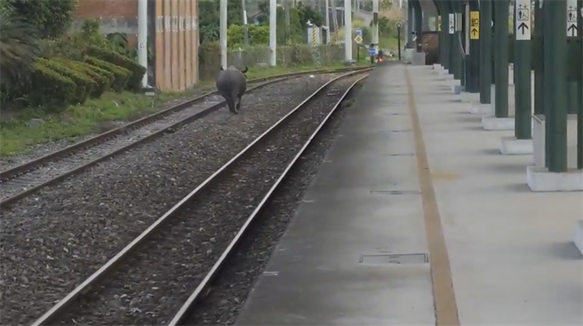花莲县富里乡的东竹车站，今晨传出有牛只入侵，并在月台旁的铁轨中央奔驰，所幸当时无列车经过，未造成任何事故。（台铁提供／罗亦晽花莲传真）