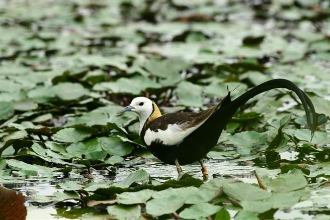 台南水雉生态教育园区公布今年冬季水雉大调查结果，水雉数量增至2252只，较去年增加532只。（本报资料照片）