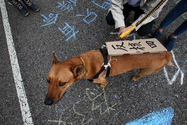 中央选举委员会将于12月18日举行四大公投投票，其中包含第17案重启核四公投。多名来自各年龄层与职业的民眾，4日从贡寮核四电厂起步行约70公里，5日抵达凯达格兰大道，抵达后有许多民眾带着动物前往支持，期盼透过长距离徒步行动，将贡寮在地居民的声音传至台北政经中心，呼吁全民投下对重启核四的不同意票。（邓博仁摄）
