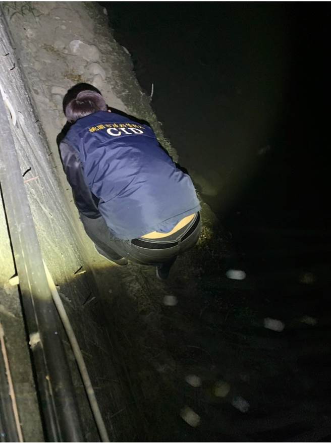 员警漏夜在水沟中捞出大麻活株。（警方提供／吕筱蝉桃园传真）