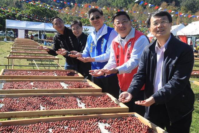 鱼池乡优质咖啡，在日月潭向山游客中心草坪飘香。（鱼池乡公所提供／廖志晃南投传真）