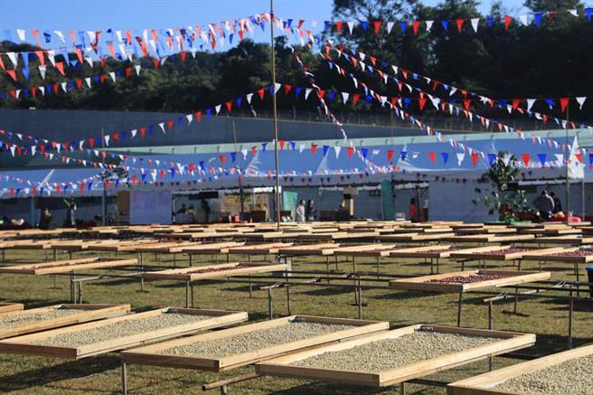 鱼池乡优质咖啡，在日月潭向山游客中心草坪飘香。（鱼池乡公所提供／廖志晃南投传真）