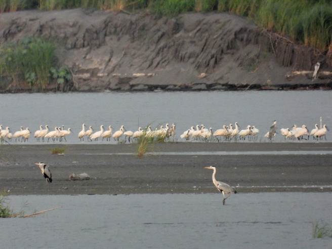 高屏溪口黑琵數量比起上半年倍增，高達175隻。（陳俊強提供／洪靖宜高雄傳真）