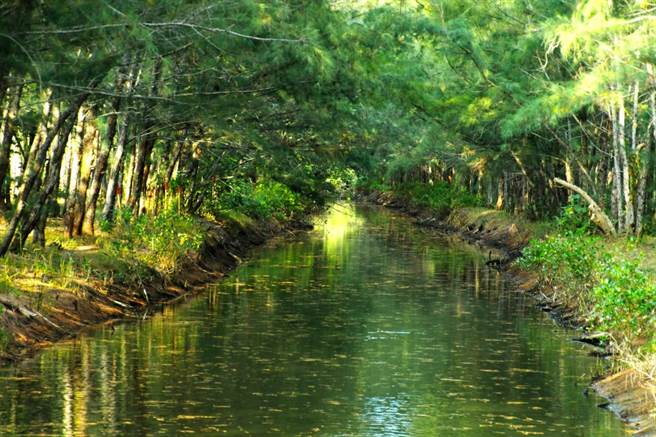 林务局嘉义林管处因好美保安林当地地势低漥，以开沟筑堤方式造林，形成条状绿树林带与水域渠道交错特殊景象。（嘉义林管处提供∕吕妍庭嘉义传真）