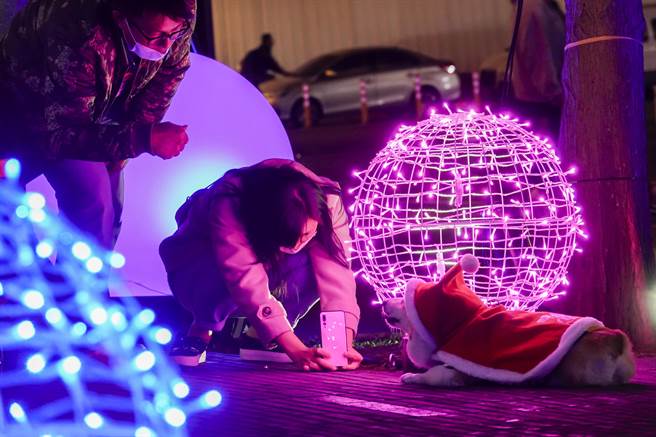 一對男女帶著穿戴耶誕裝的愛犬在台北市信義區人行步道區拍照打卡。（黃子明攝）