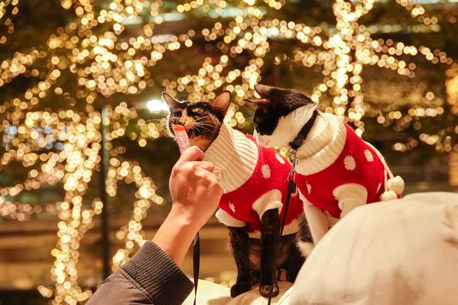 愛貓人士帶著兩隻小貓到北市信義區拍照。（黃子明攝）