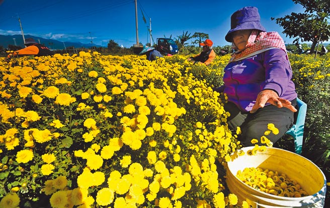 台东县知本地区杭菊正绽放，农民採菊东篱下，蔚为美景。（庄哲权摄）