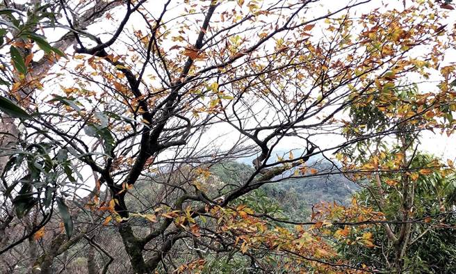 李利国》赏台湾山毛榉？赏榉要及时！。（爱传媒提供）