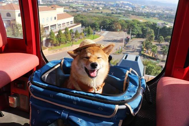 （全台最大摩天轮「天空之梦」12/18限定开放毛孩搭乘宠物友善车厢！图／丽宝）