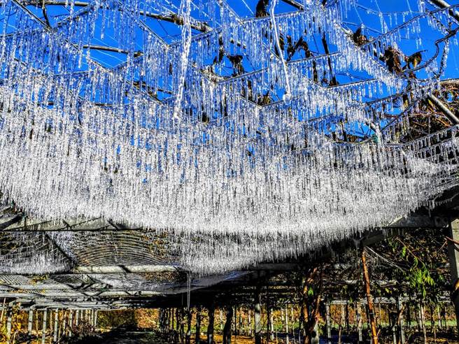武陵农场低温跌破零下1度，正在滴水的浇灌系统瞬间冰冻，形成倒挂冰柱，宛如「冰雪奇缘」里的冰宫世界。（武陵农场提供／王文吉台中传真）
