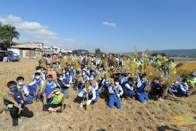社头乡崙雅国小小朋友们今天在社头乡农会的带领下，亲自下田体验手工割稻的喜悦与辛劳。（谢琼云摄）