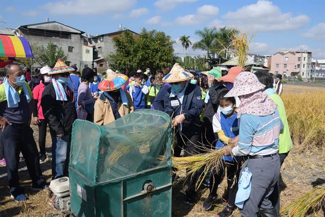 社头乡崙雅国小小朋友们今天在社头乡农会的带领下，亲自下田体验手工割稻、手工辗稻的喜悦与辛劳。（谢琼云摄）