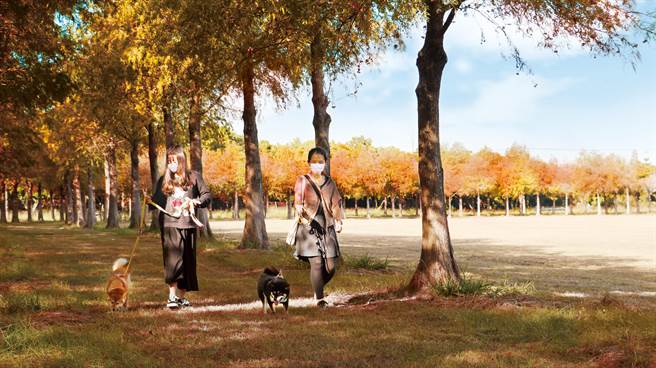 麗寶落羽松祕境綿延1.6公里，相當適合帶毛小孩一起體驗。（麗寶樂園渡假區提供／陳淑娥台中傳真）